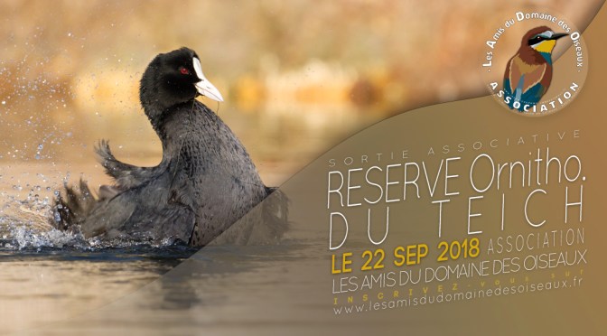 Sortie associative – Réserve ornithologique du Teich 22 sep 2018