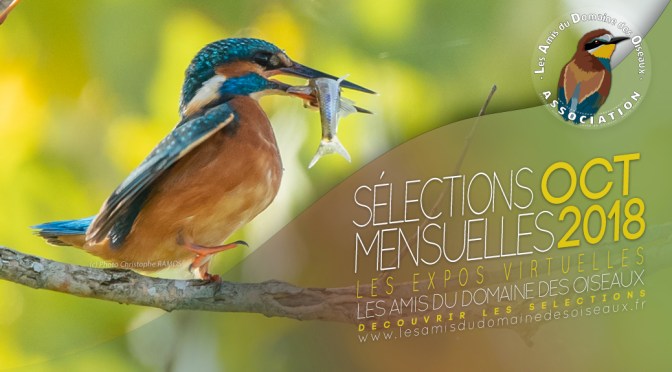 LES SÉLECTIONS PHOTOS OCTOBRE 2018