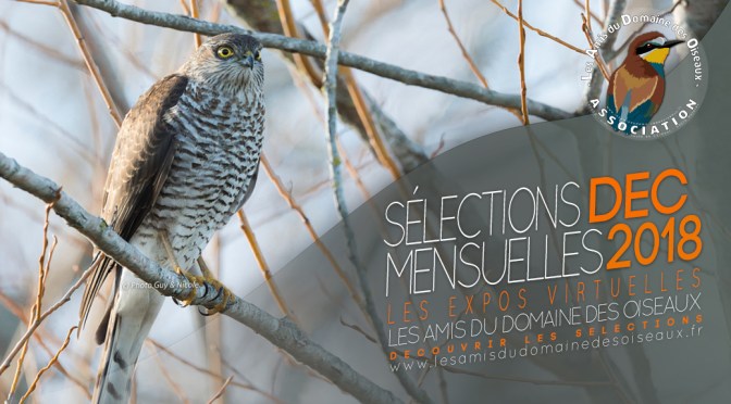 Sélection photos Décembre 2018