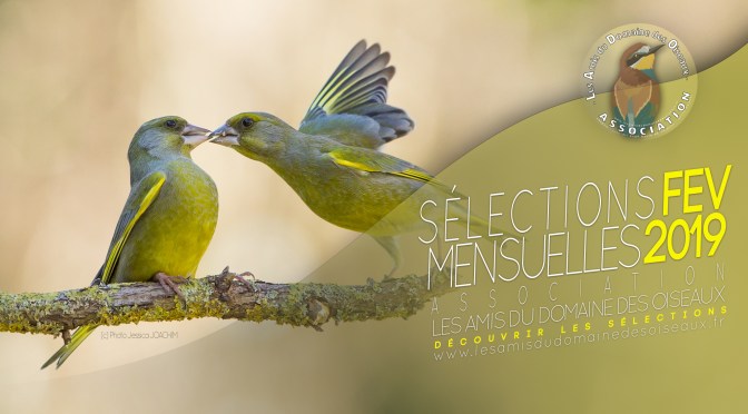 Les sélections FEVRIER 2019