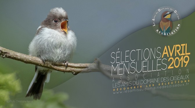 Les sélections photos AVRIL 2019