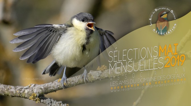 LES SÉLECTIONS PHOTOS MAI 2019
