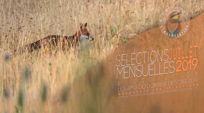 les sélections juillet 2019
