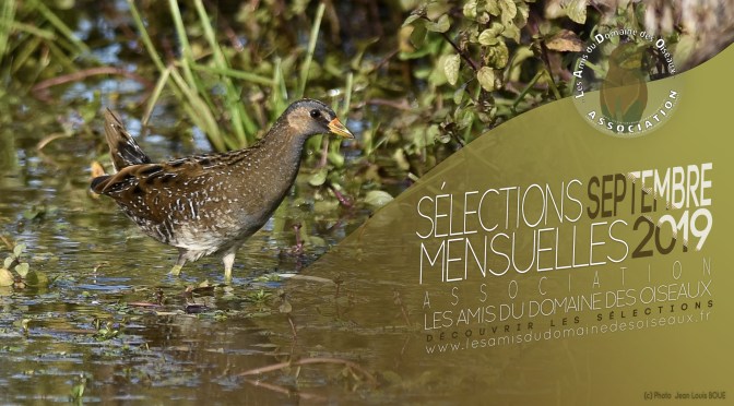 Les Sélections photos SEP 2019