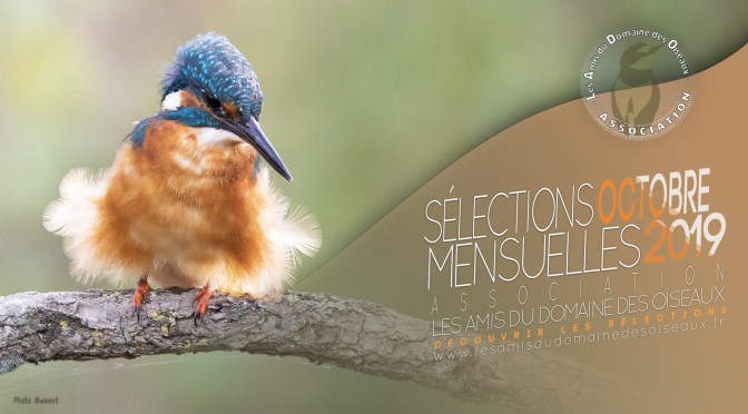LES SÉLECTIONS PHOTOS oct 2019