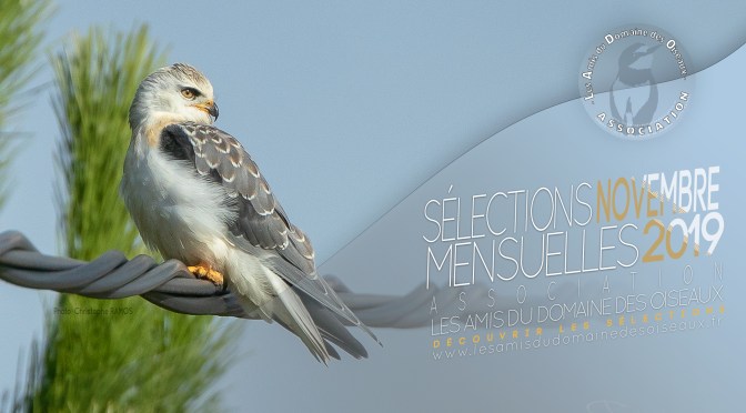 SÉLECTIONS PHOTO NOVEMBRE  2019 – Les Amis du Domaine des Oiseaux