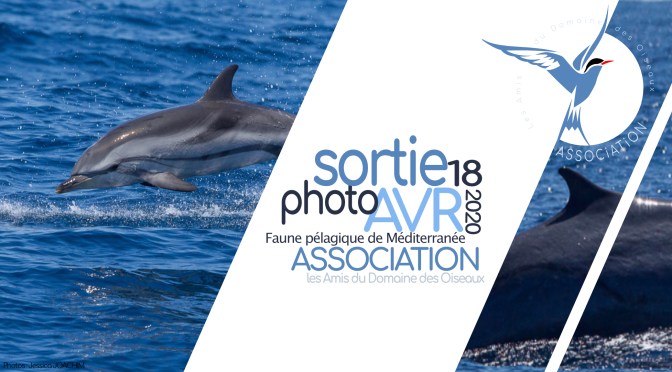 Sortie associative – Faune pélagique de Méditerranée