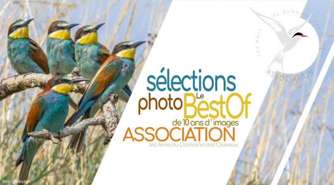 Sélections photo le &laquo;&nbsp;Best Of&nbsp;&raquo; 10 ans d&rsquo;images au domaine des oiseaux