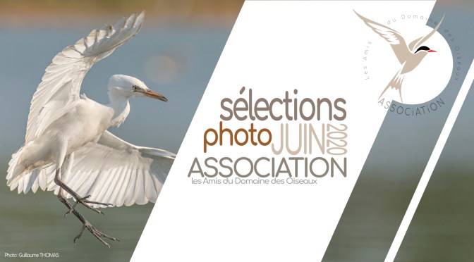 LES SÉLECTIONS juin 2020