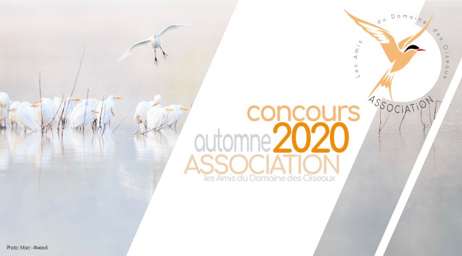 Concours Automne 2020 : Les feuilles d&rsquo;Automne