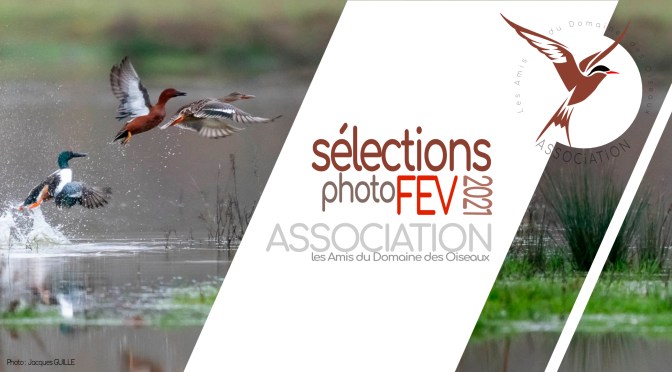 Les sélections de FEVRIER 2021