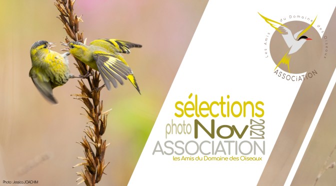 Les sélections de NOVEMBRE 2021