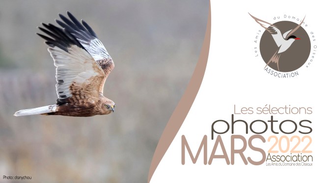 LES SÉLECTIONS PHOTOS DE mars 2022