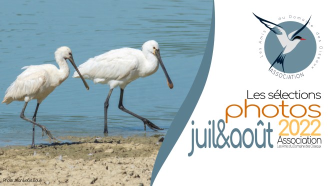 Les sélections JUILLET & AOUT 2022