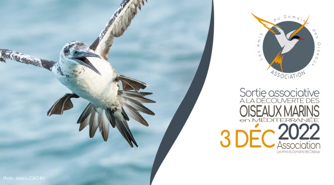 Sortie associative : A la découverte des oiseaux marins, le 3 déc. 2022