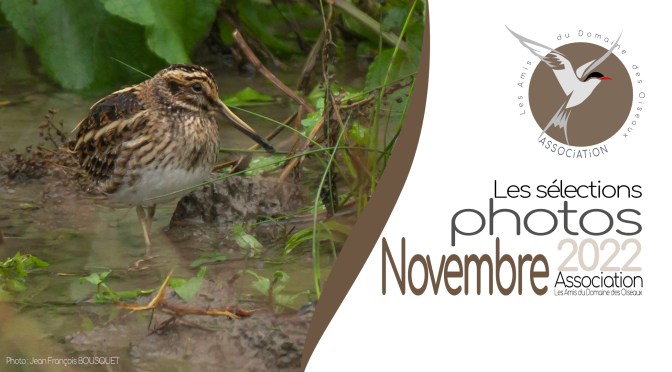 Les sélections de NOVEMBRE 2022