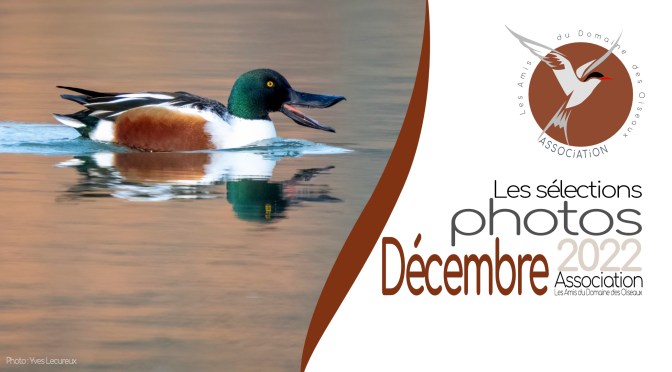 Les sélections de décembre 2022