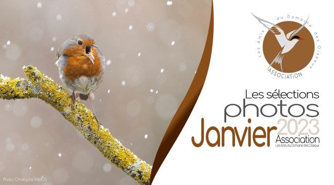 LES SÉLECTIONS DE JANVIER 2023