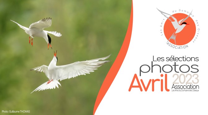 LES SÉLECTIONS PHOTOS D&rsquo;AVRIL 2023