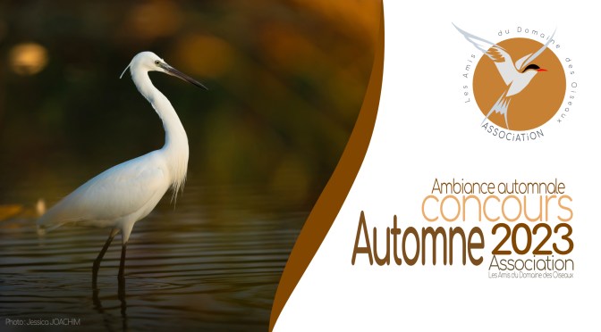 Concours Automne 2023, Ambiance automnale