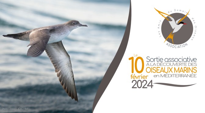 SORTIE ASSOCIATIVE : A LA DÉCOUVERTE DES OISEAUX MARINS, LE 10 FEV 2024