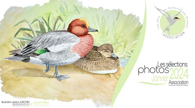 LES SÉLECTIONS PHOTOS DE JANVIER 2024