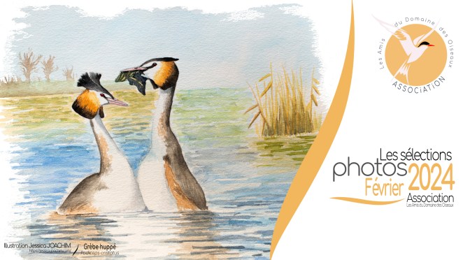 LES SÉLECTIONS PHOTOS DE FEVRIER 2024