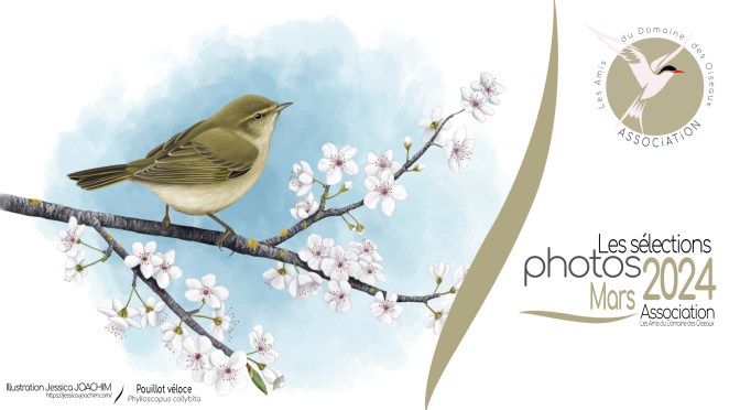 LES SÉLECTIONS PHOTOS DE MARS 2024