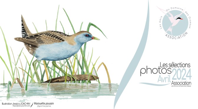 LES SÉLECTIONS PHOTOS D&rsquo;AVRIL 2024