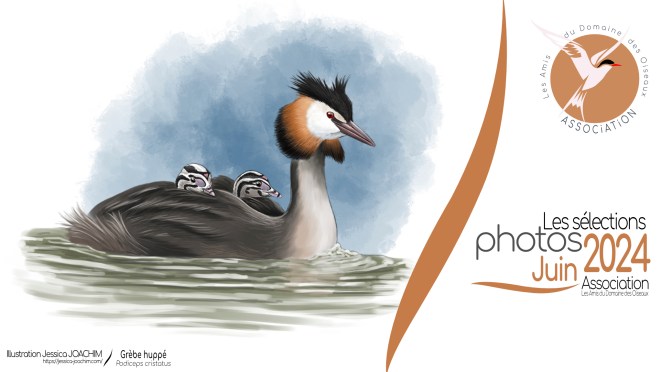 LES SÉLECTIONS PHOTOS JUIN 2024