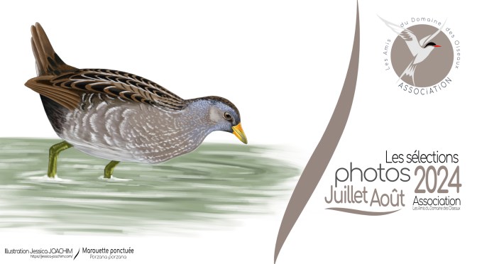 LES SÉLECTIONS PHOTOS Juillet/Aout 2024