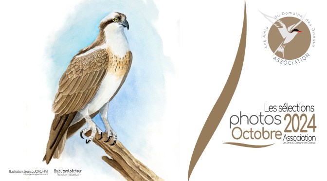LES SÉLECTIONS PHOTOS OCTOBRE 2024