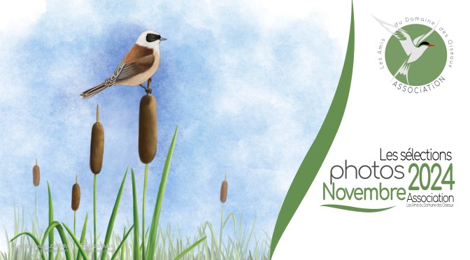LES SÉLECTIONS PHOTOS NOVEMBRE 2024