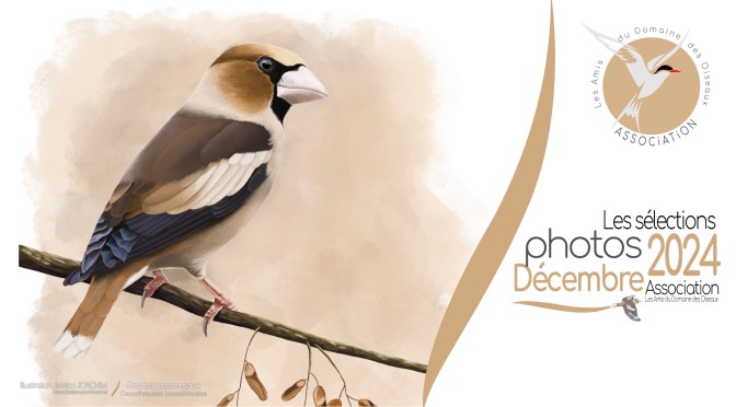 LES SÉLECTIONS PHOTOS DECEMBRE 2024