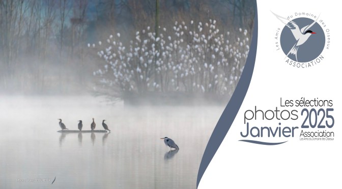 LES SÉLECTIONS PHOTOS JANVIER 2025
