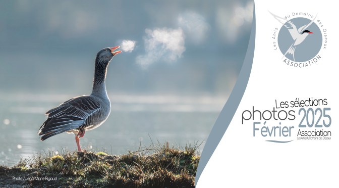 LES SÉLECTIONS PHOTOS FEVRIER 2025