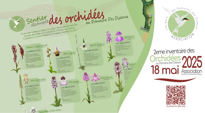 2ème inventaire des Orchidées du Domaine des Oiseaux de Mazères. 18 mai 2025