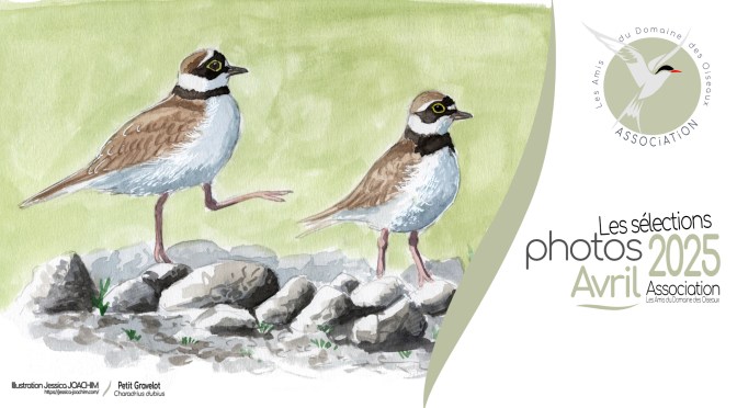 LES SÉLECTIONS PHOTOS AVRIL 2025